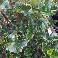 Desfontainia spinosa